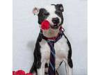 Adopt Gerald a Pit Bull Terrier, American Staffordshire Terrier