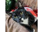 Adopt Pip a Domestic Short Hair