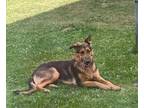 Adopt Jake - Courtesy Listing a German Shepherd Dog