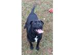 Adopt Apollo a Labrador Retriever, Hound