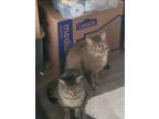 Adopt Binxy (courtesy listing) a Tabby