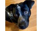 Adopt Pointer a Australian Cattle Dog / Blue Heeler