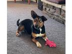 Adopt Joey a Dachshund, Australian Shepherd