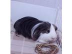Adopt AJ (fostered in Omaha) a Guinea Pig