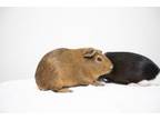 Adopt Kale a Guinea Pig, Short-Haired