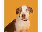 Adopt Buddy a American Staffordshire Terrier