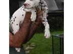 Dalmatian Puppy for sale in Hollywood, FL, USA