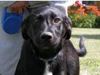Adopt Black Dogs ~info only~ a Black Labrador Retriever, Mixed Breed