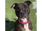 Adopt Bo a American Staffordshire Terrier, Mixed Breed