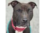 Adopt Bo a American Staffordshire Terrier, Mixed Breed