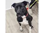 Adopt Cream Cheese a American Staffordshire Terrier, Mixed Breed