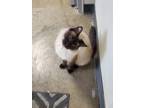 Adopt Seiko a Siamese, American Shorthair