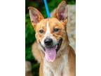 Adopt Rocky a Australian Cattle Dog / Blue Heeler