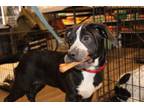 Adopt Ferguson a Australian Cattle Dog / Blue Heeler, English Pointer