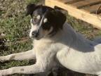 Adopt Butters a Border Collie