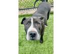 Adopt BOZO a Pit Bull Terrier