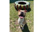 Adopt Ty a Pit Bull Terrier, Mixed Breed