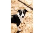 Adopt DONALD a Border Collie, Mixed Breed