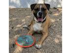 Adopt Jack-O-Lantern a Boxer