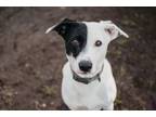 Adopt Domino a Labrador Retriever