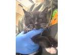 C23-243 Pigeon Domestic Shorthair Kitten Female