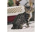 Citra Domestic Shorthair Young Female
