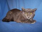 Liam Domestic Shorthair Young Male