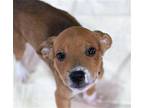 Antonio Terrier (Unknown Type, Medium) Puppy Male