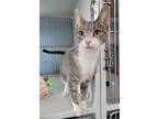 Angel 34174-c Domestic Shorthair Adult Female