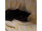 Elfin 7/7 Domestic Shorthair Young Male