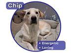 Chip Labrador Retriever Young Male