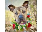 Adopt Tigger a Shar-Pei, Pit Bull Terrier