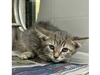 Kumquat Domestic Shorthair Kitten Female