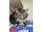 Snickerdoodle Domestic Longhair Adult Male