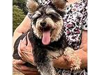 Jake very loving Schnauzer (Miniature) Adult Male