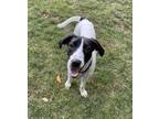 Rajah Treeing Walker Coonhound Adult Female