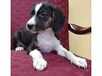 Pompey Beagle Puppy Male