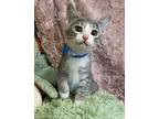 Mettle Domestic Shorthair Kitten Female