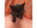 Sunny Domestic Shorthair Young Female