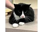 Bandit Domestic Shorthair Senior Male