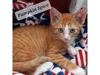 Pumpkin Spice Domestic Shorthair Kitten Female