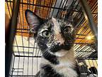 Harmony Domestic Shorthair Kitten Female