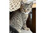 Lucy Domestic Shorthair Kitten Female