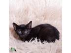 Sango Domestic Shorthair Kitten Female