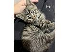 Junno Domestic Mediumhair Kitten Male