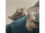 Pamela Domestic Shorthair Adult Female