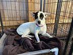 Kylee Jack Russell Terrier Adult Female