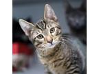Pita Domestic Shorthair Young Male