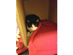 Cake Domestic Shorthair Adult Male