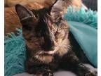 Frijole Bean Domestic Shorthair Adult Female